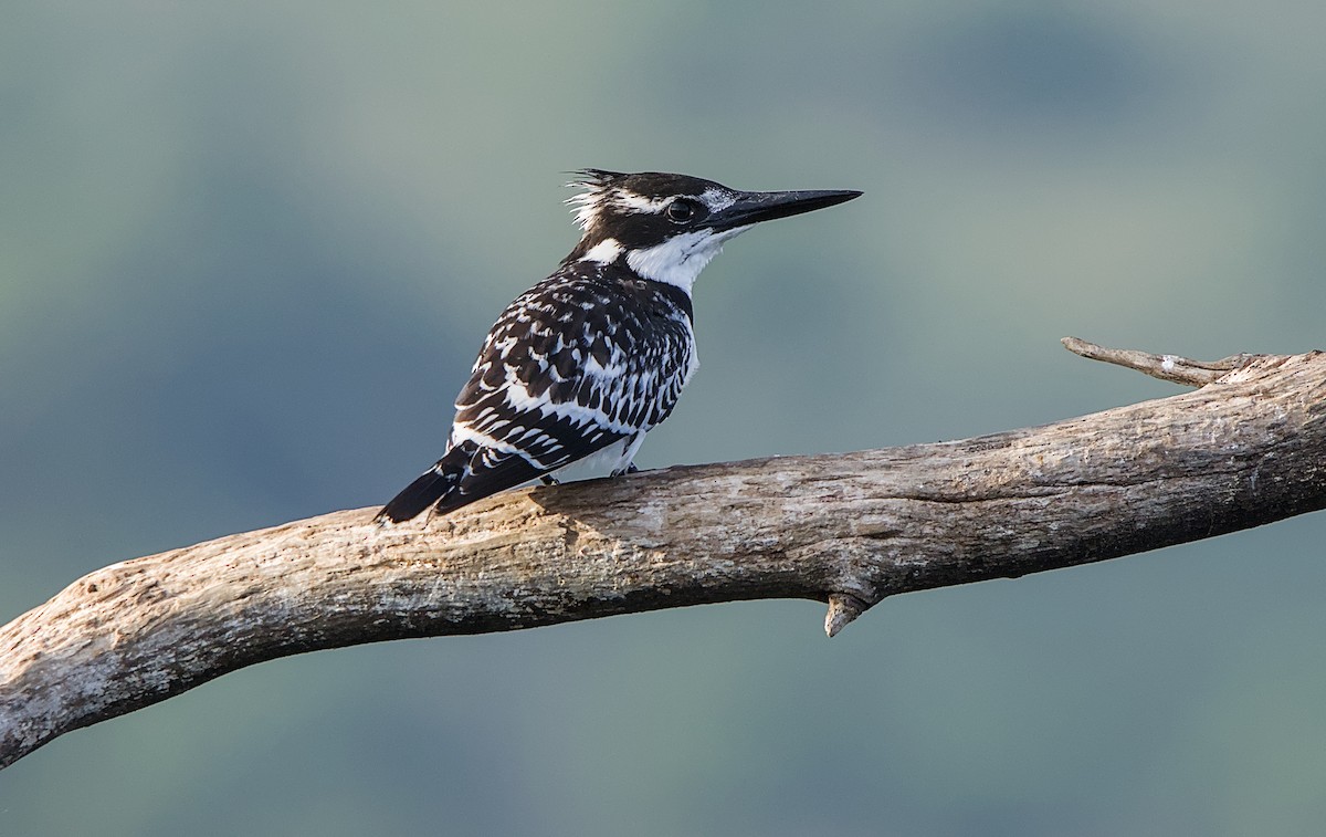 Martin-pêcheur pie - ML644452695