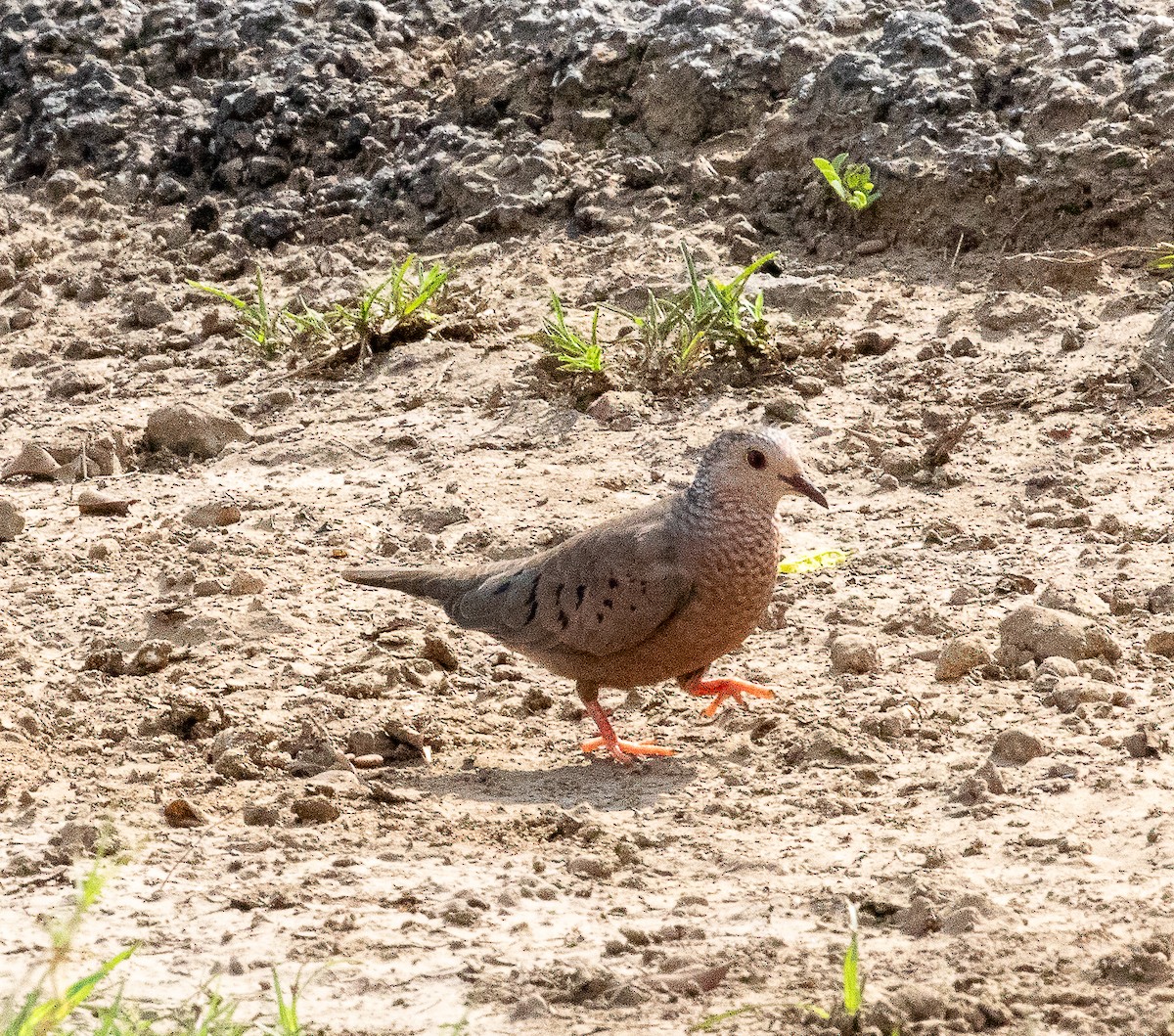 Common Ground Dove - ML644452699