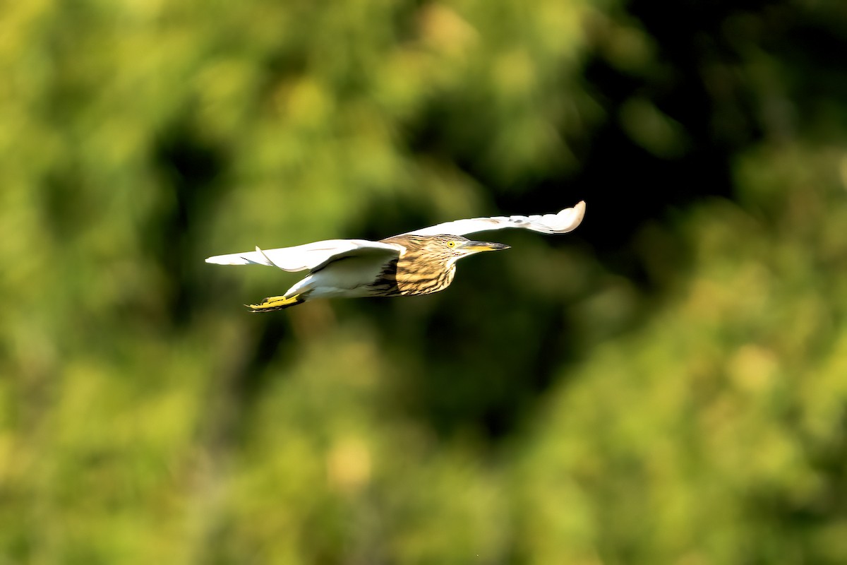 אנפית סוף הודית - ML644452707