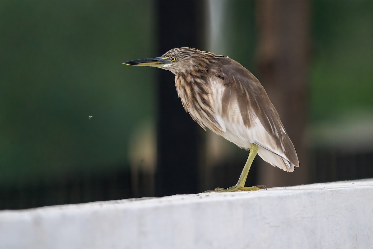 אנפית סוף הודית - ML644452708