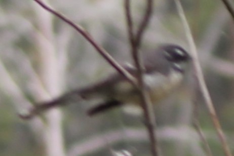 Gray Fantail - ML644452712