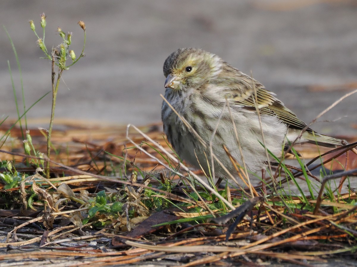 Girlitz - ML644452720