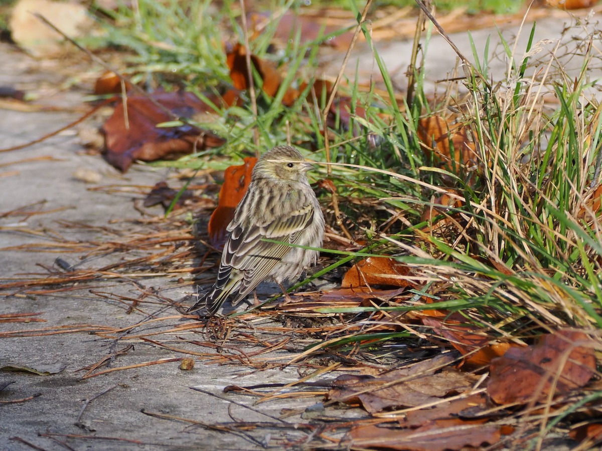 Girlitz - ML644452721