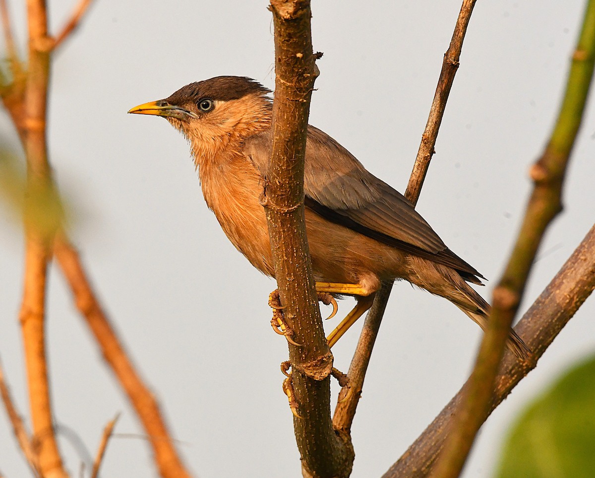 Brahminy Starling - ML644452735