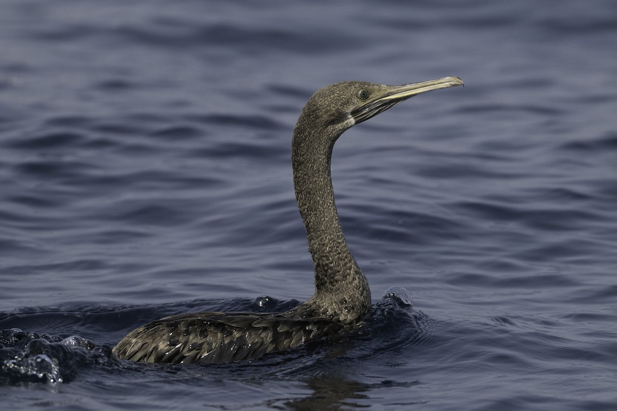 Socotra Cormorant - ML644452736
