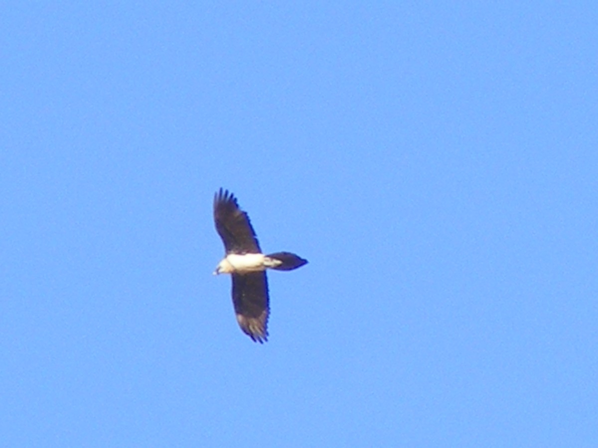 orlosup bradatý - ML644452742