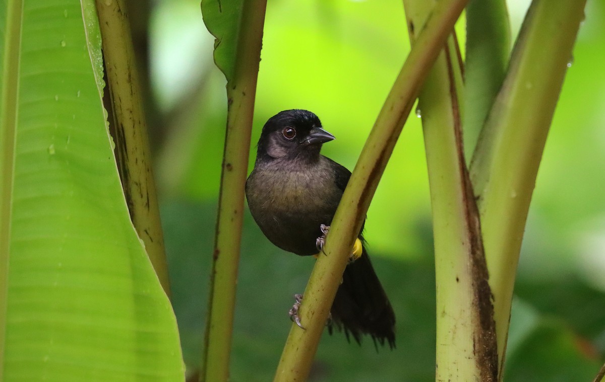 Заросляк коста-риканський - ML644452744