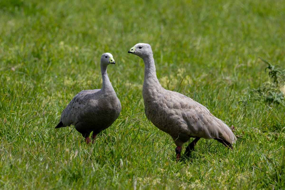 Cape Barren Goose - ML644452745