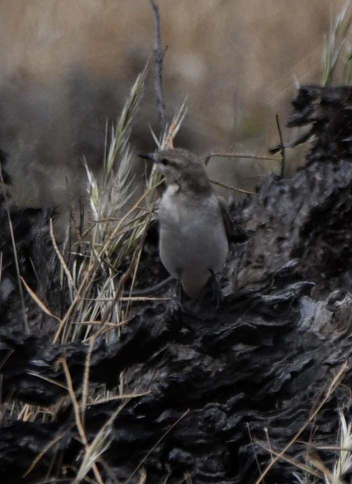 White-winged Triller - ML644452747