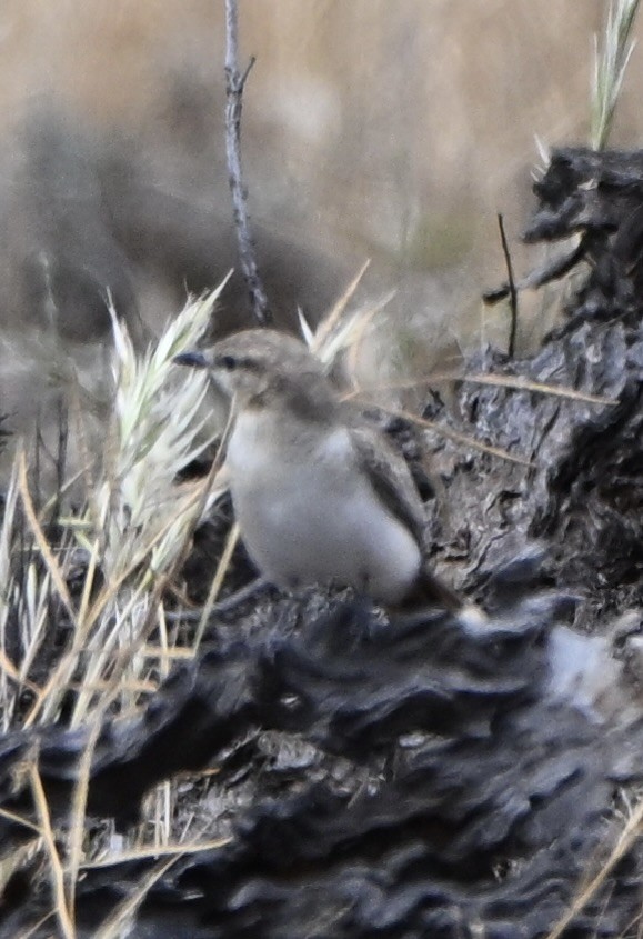 White-winged Triller - ML644452748