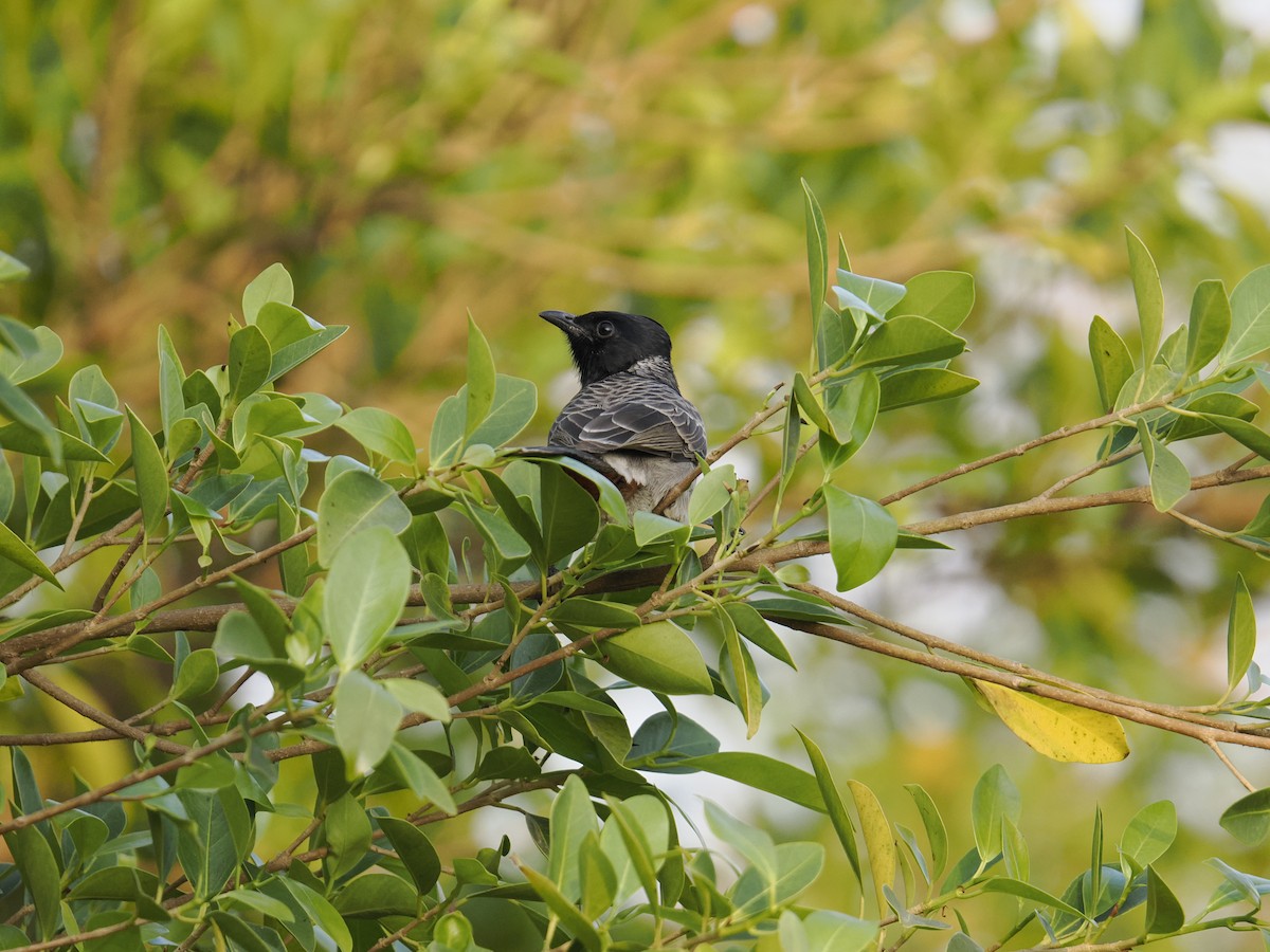 Red-vented Bulbul - ML644452750