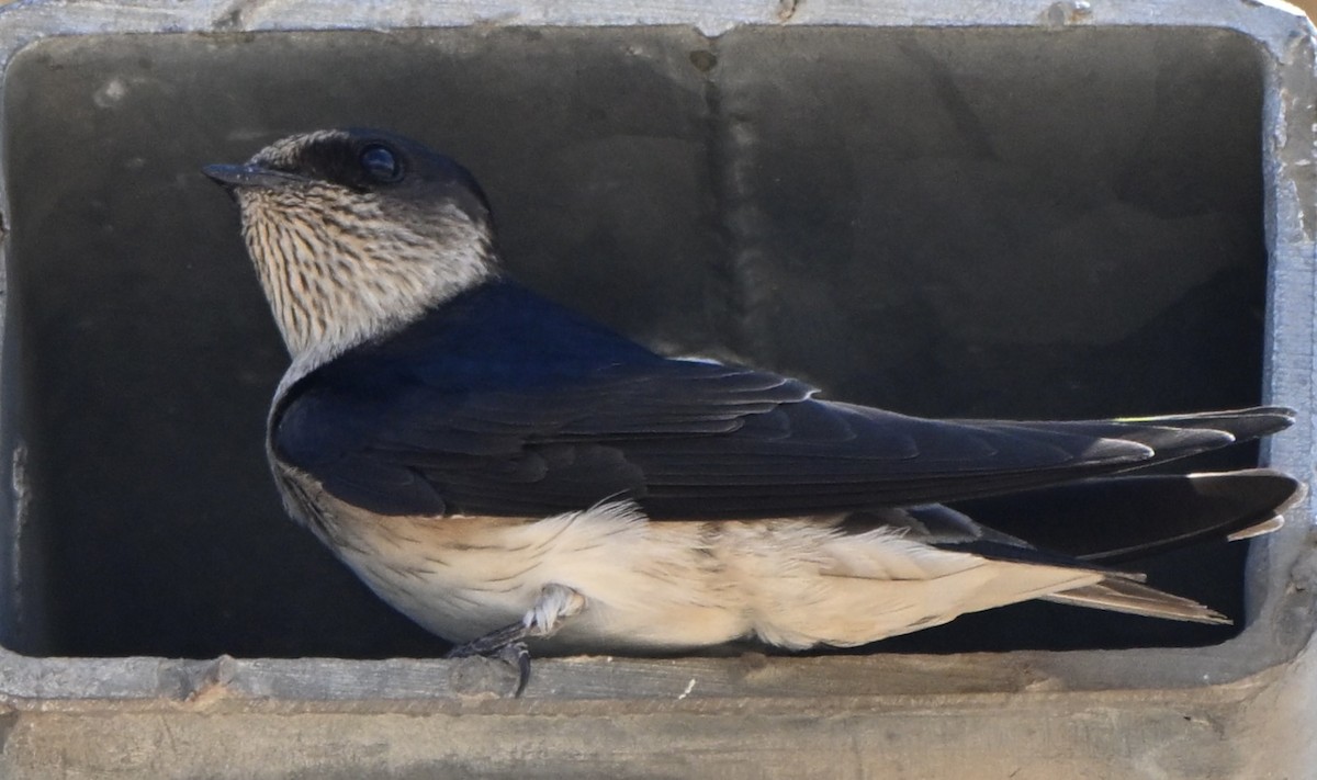 eukalyptussvale - ML644452764