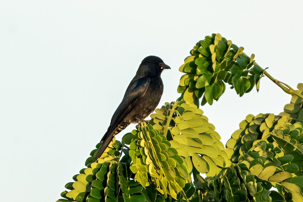Black Drongo - ML644452765