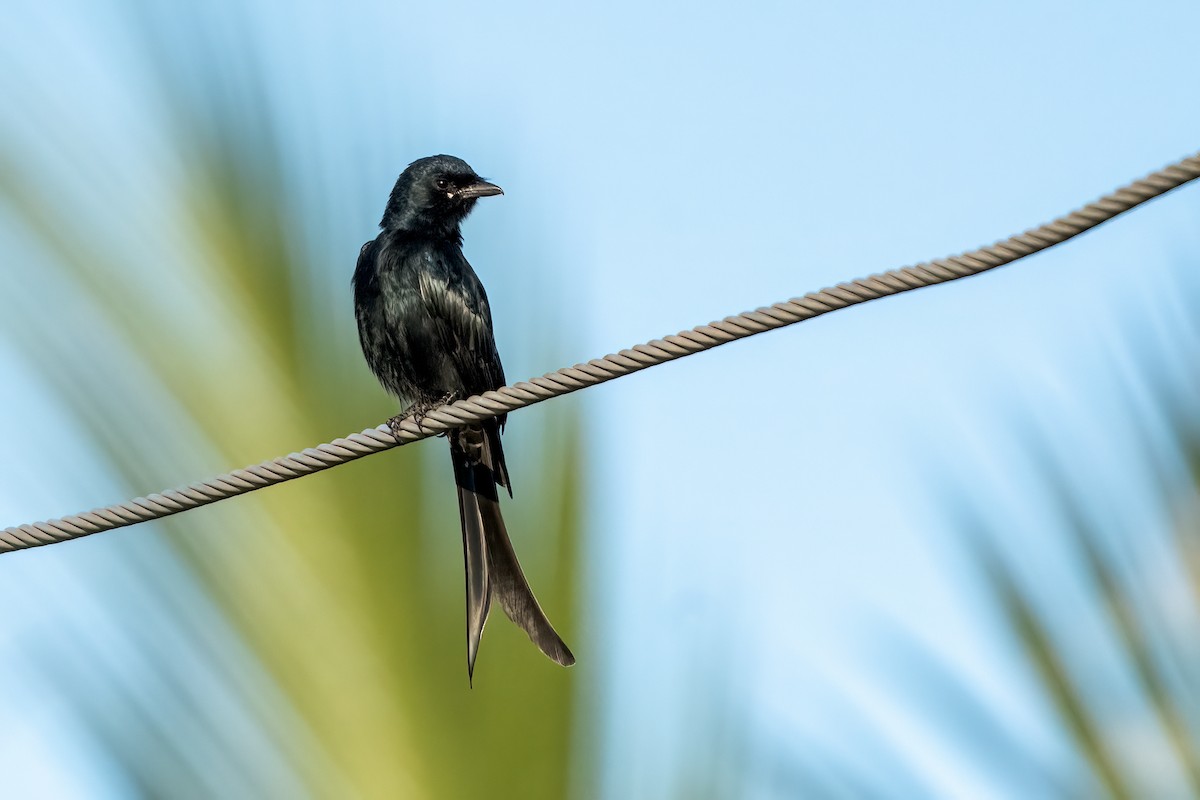 Black Drongo - ML644452766