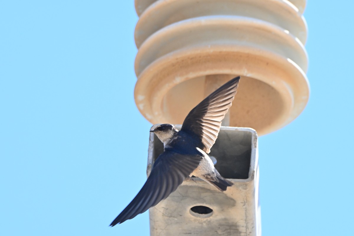 eukalyptussvale - ML644452767