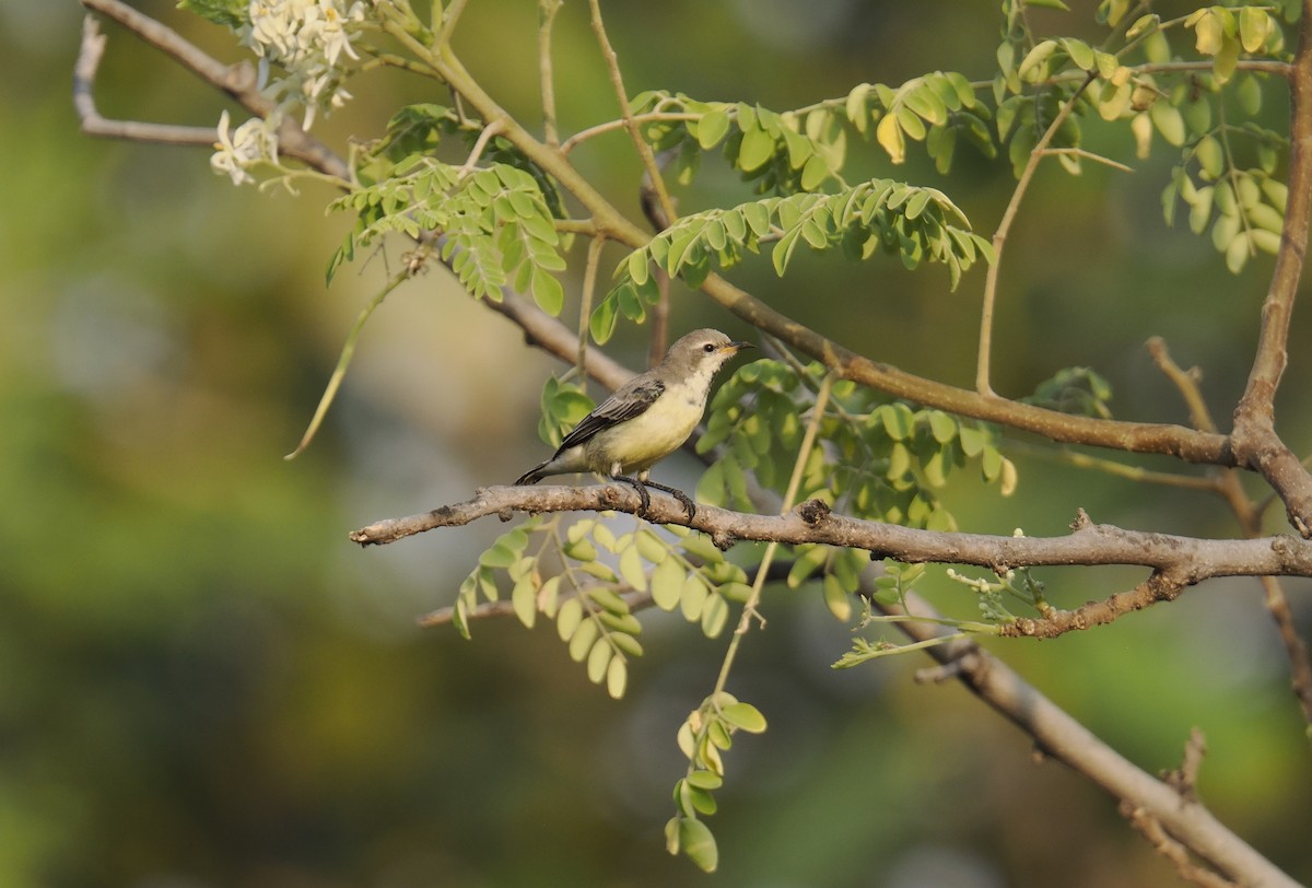 Nile Valley Sunbird - ML644452772