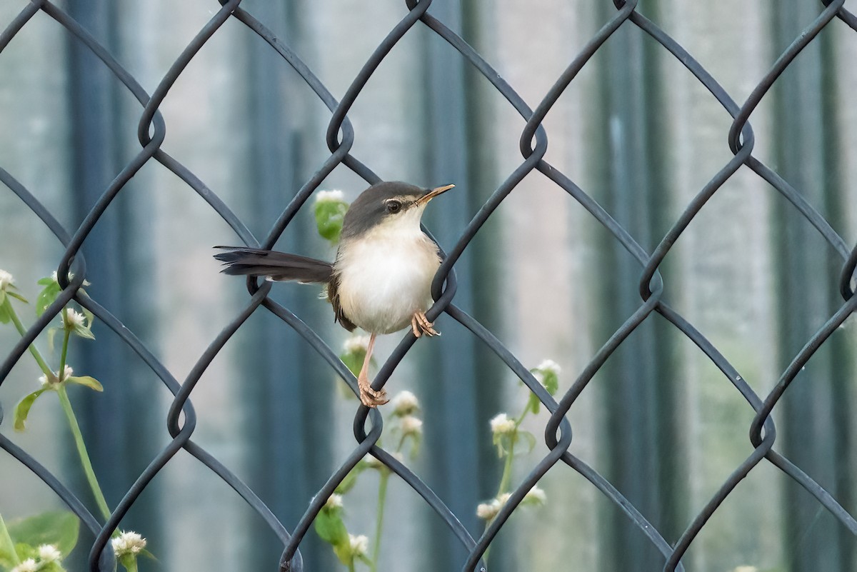 Ashy Prinia - ML644452776
