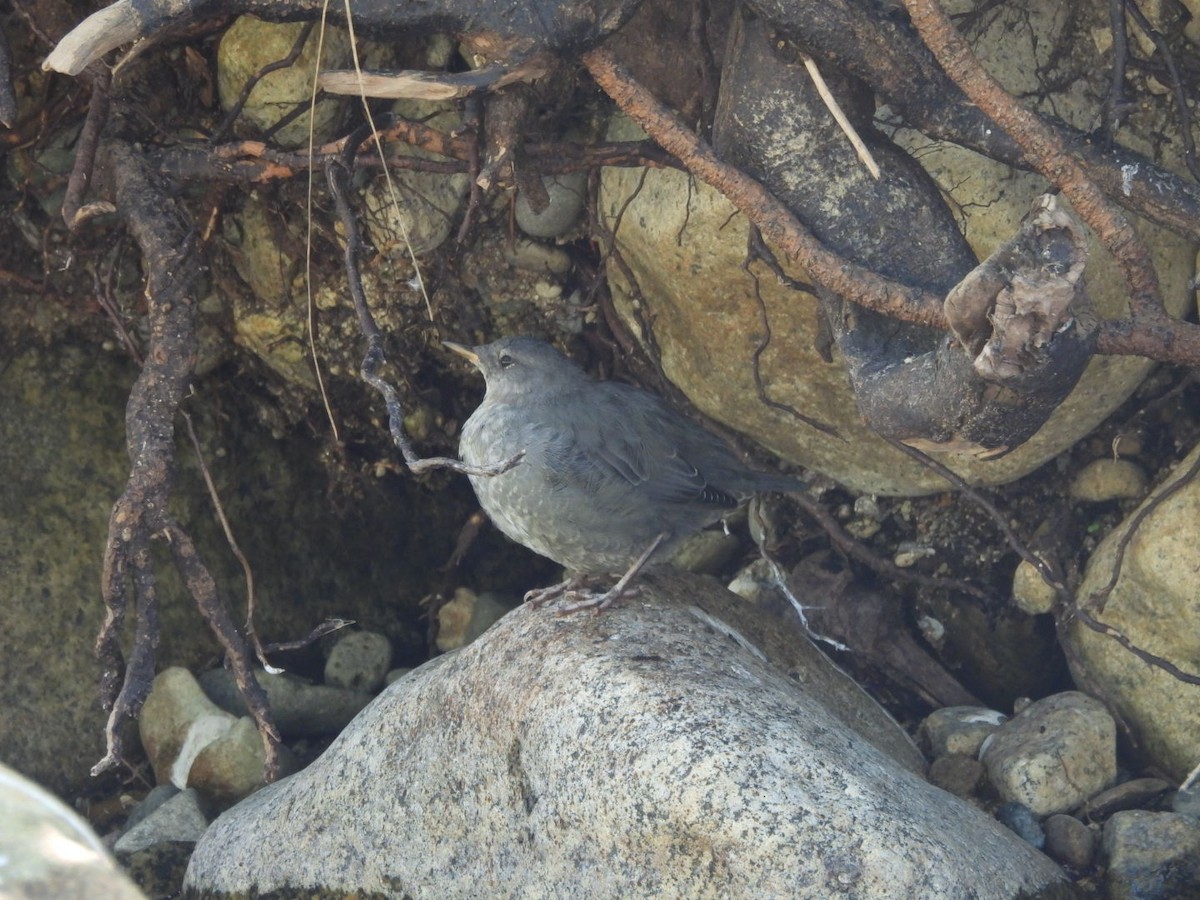 gråfossekall - ML644452777