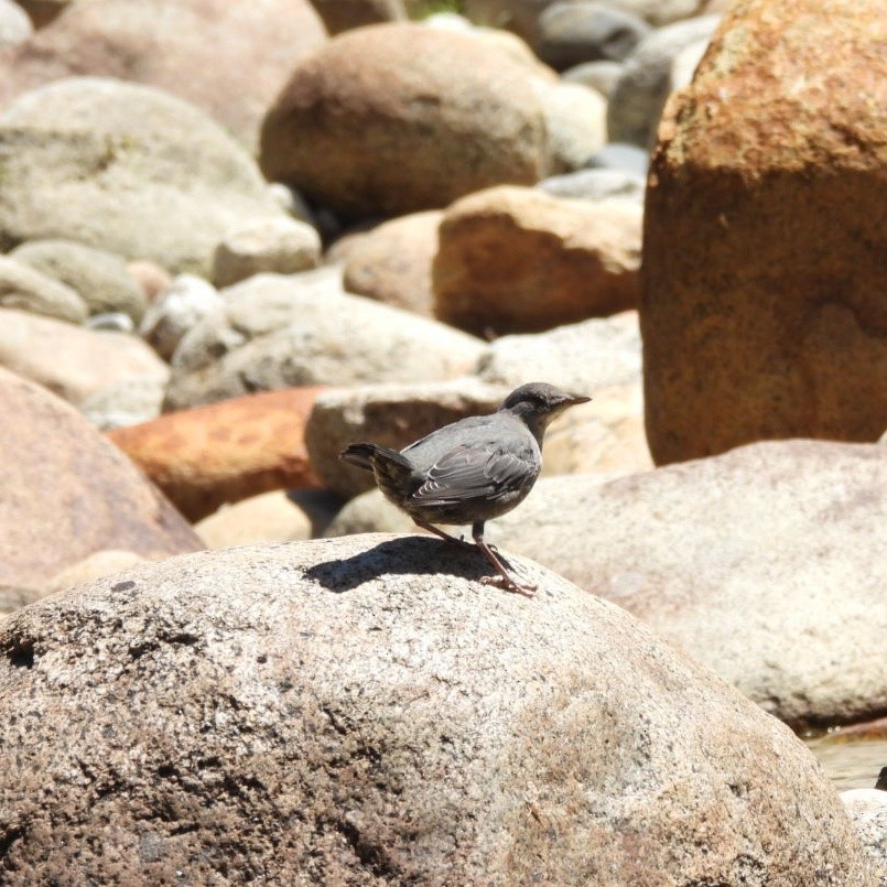 gråfossekall - ML644452778