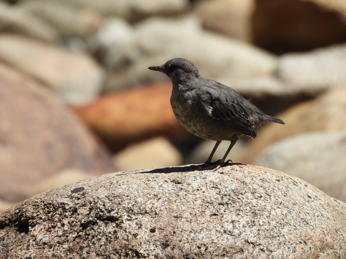 gråfossekall - ML644452779