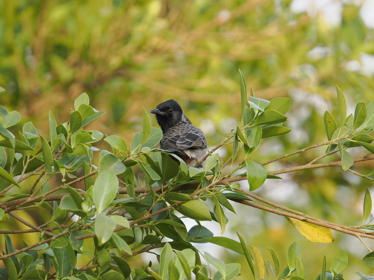 Red-vented Bulbul - ML644452784