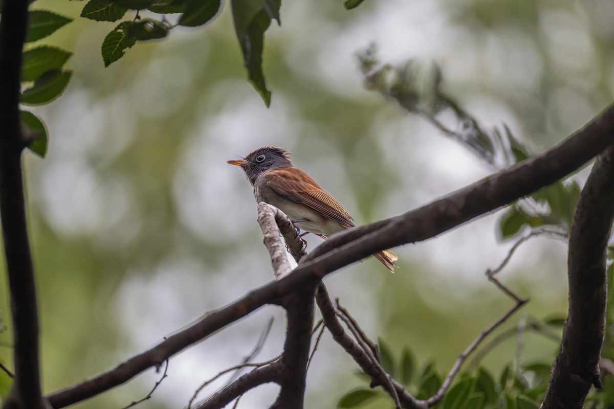 紫綬帶 - ML644452792