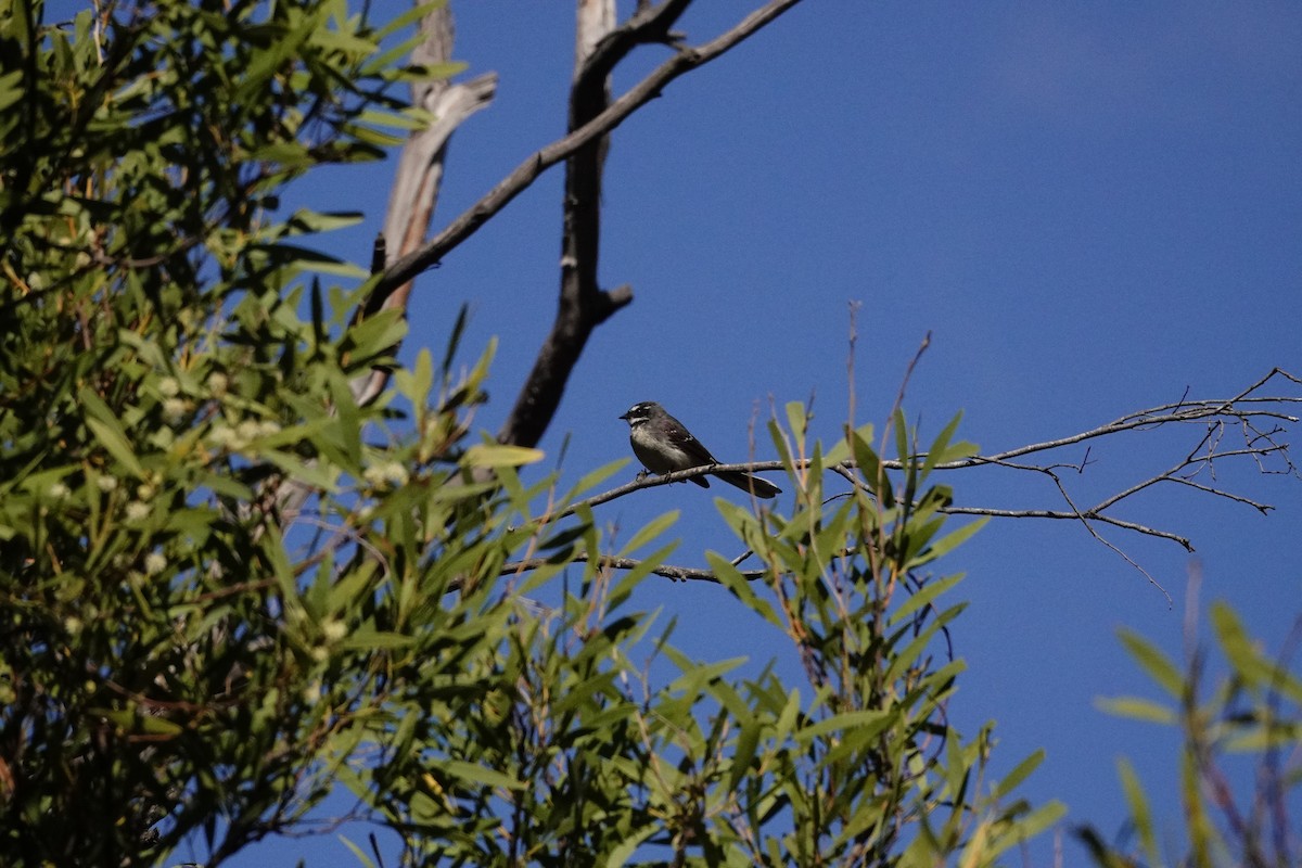 Gray Fantail - ML644452793