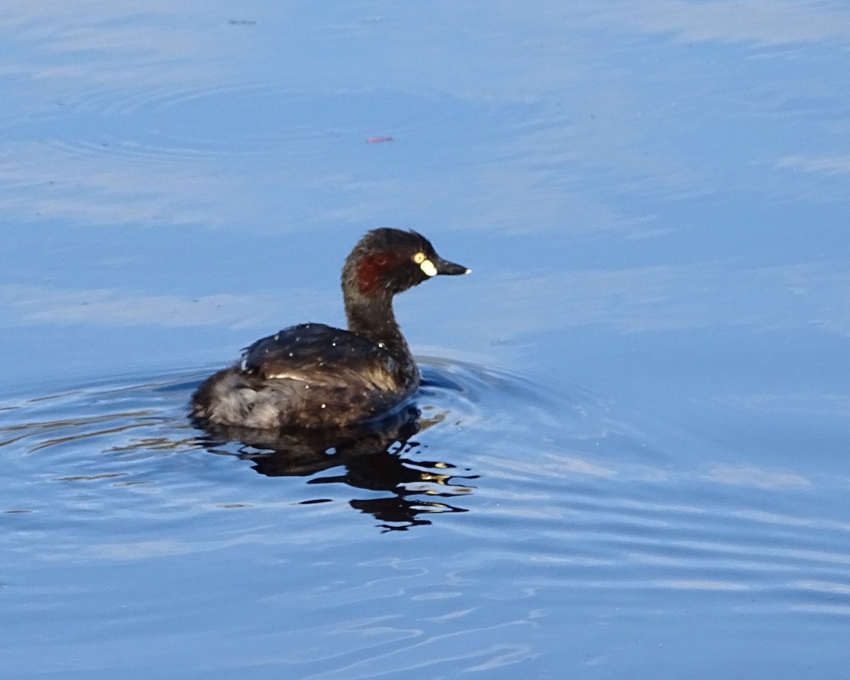 Australasian Grebe - ML644452831