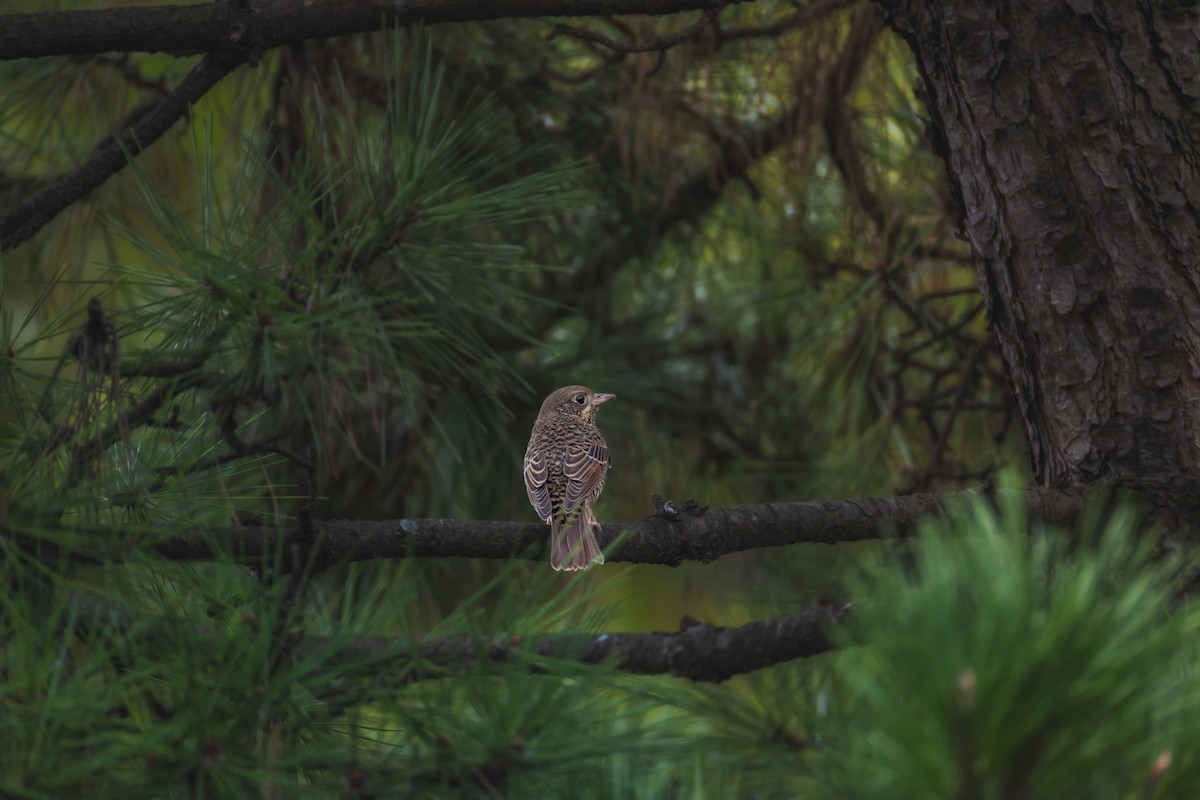 White-throated Rock-Thrush - ML644452834