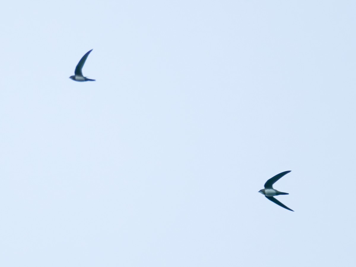 Alpine Swift - ML644452848