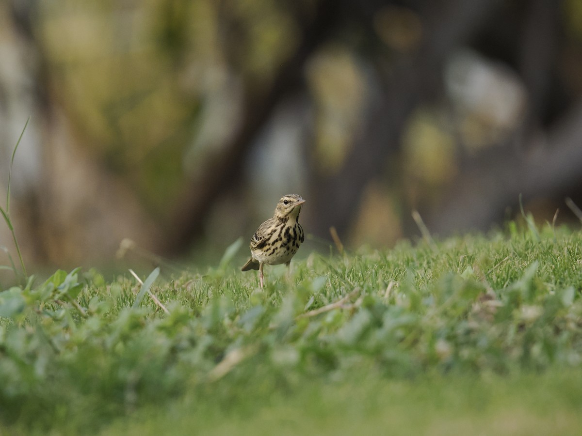Tree Pipit - ML644452851