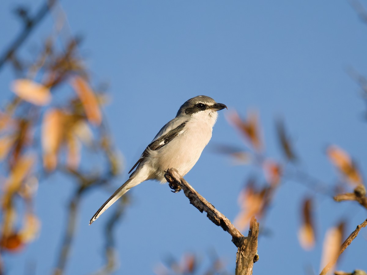 Iberian Gray Shrike - ML644452854