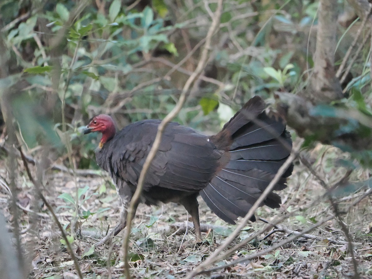 Australian Brushturkey - ML644452856