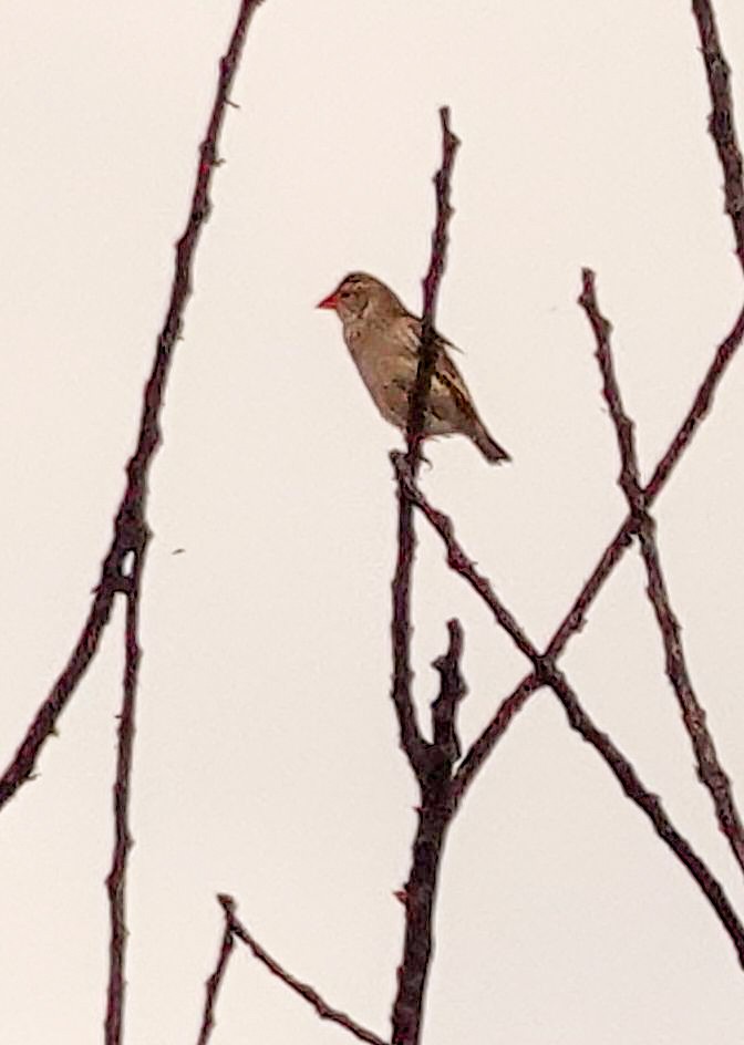 Travailleur à bec rouge - ML644452863