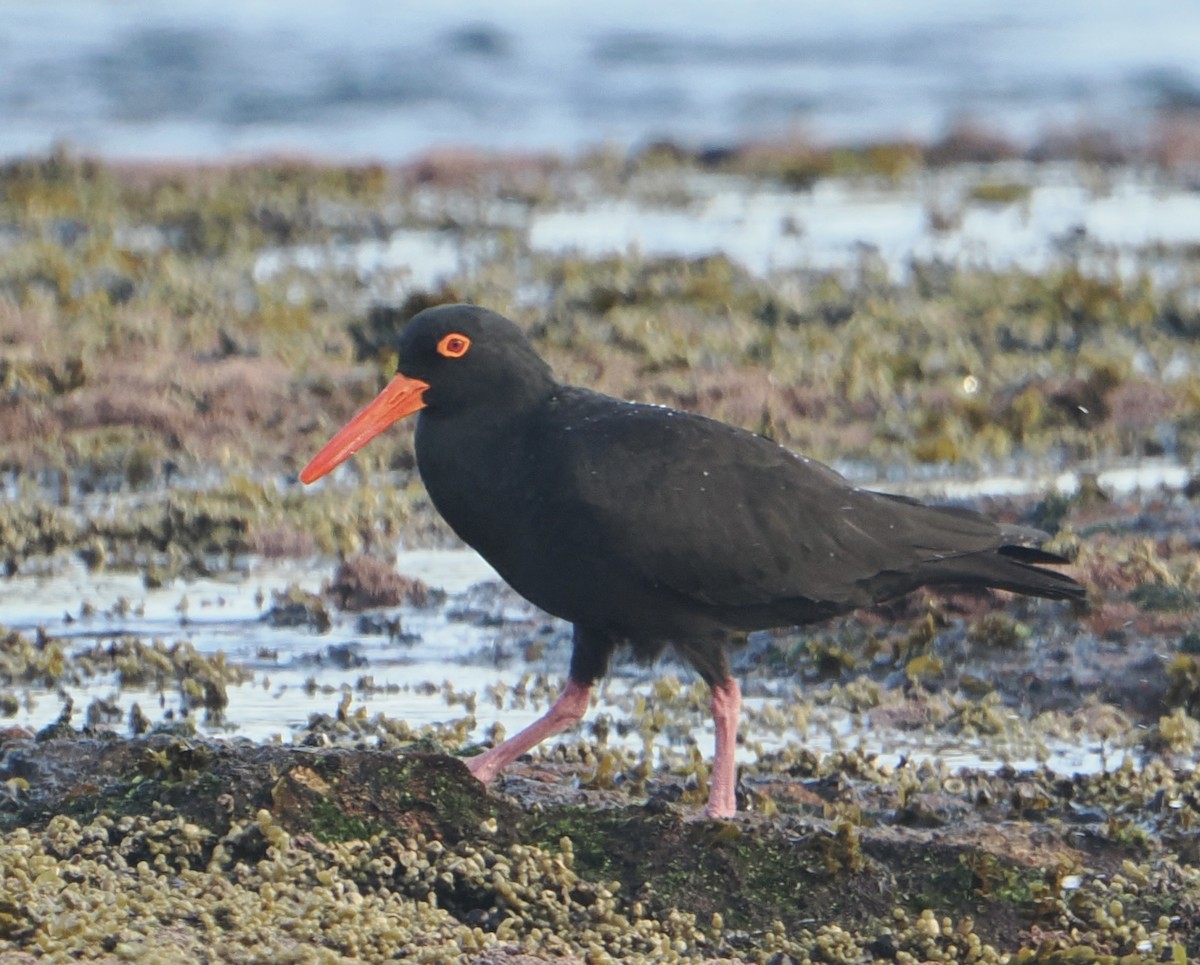 オーストラリアクロミヤコドリ - ML644452867