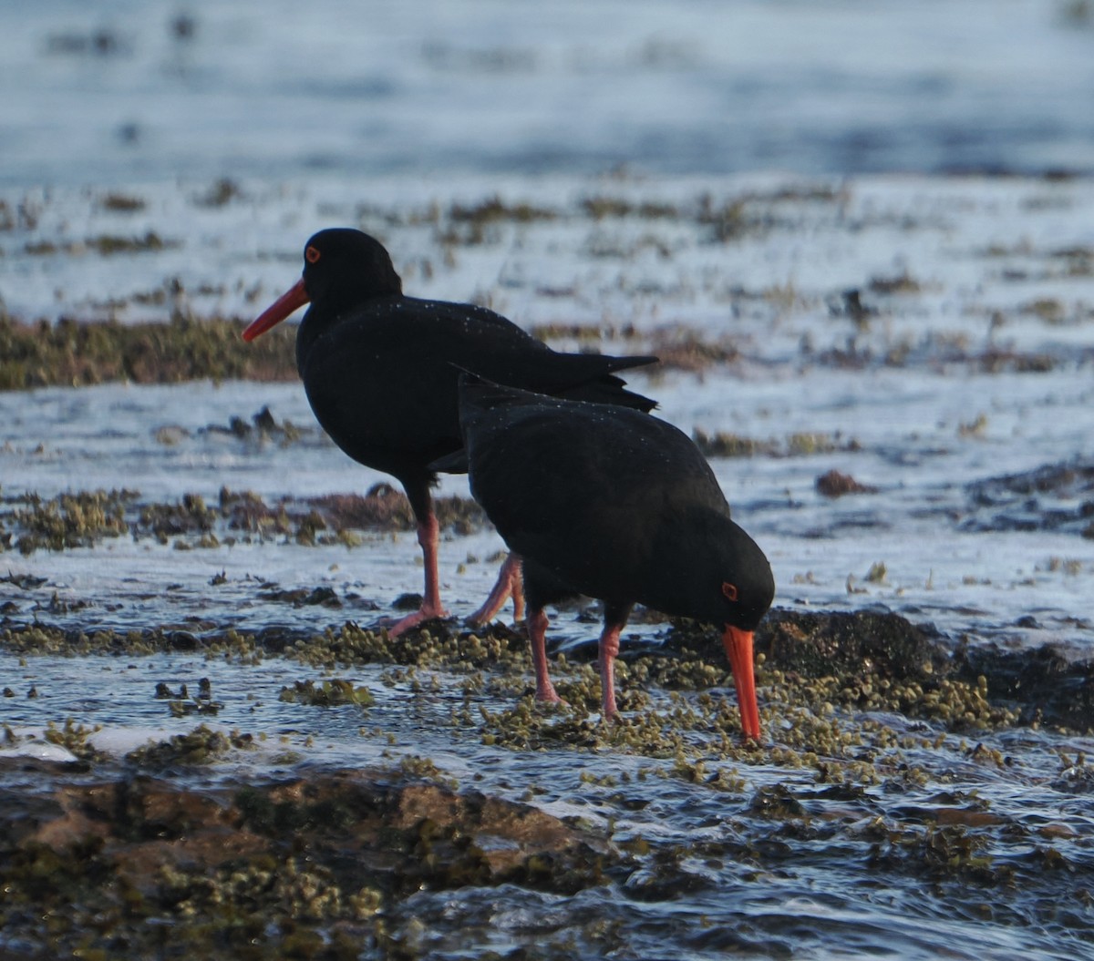 オーストラリアクロミヤコドリ - ML644452868