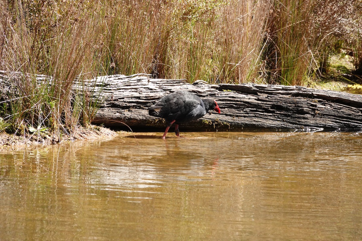 Australasian Swamphen - ML644452874