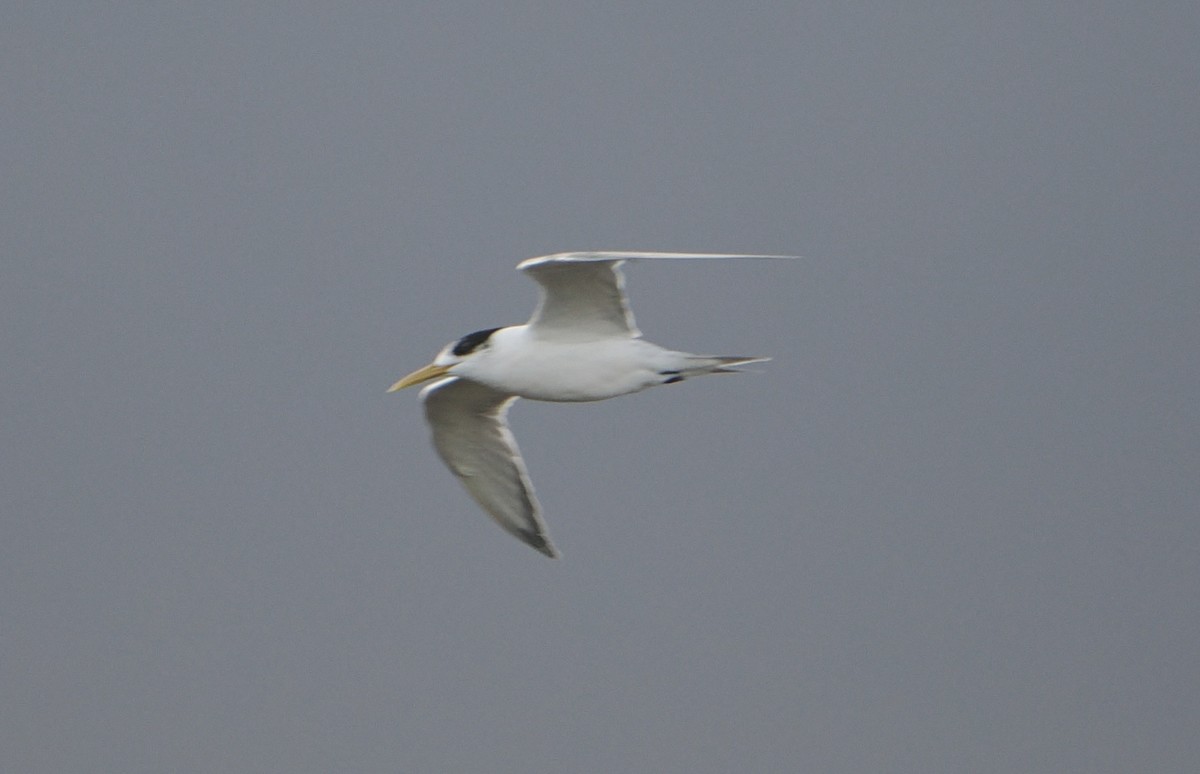 Крячок жовтодзьобий - ML644452878