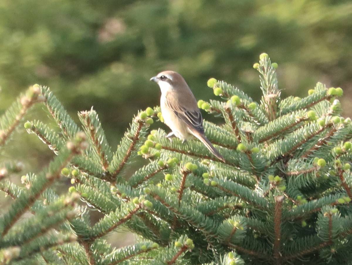 brunvarsler - ML644452879