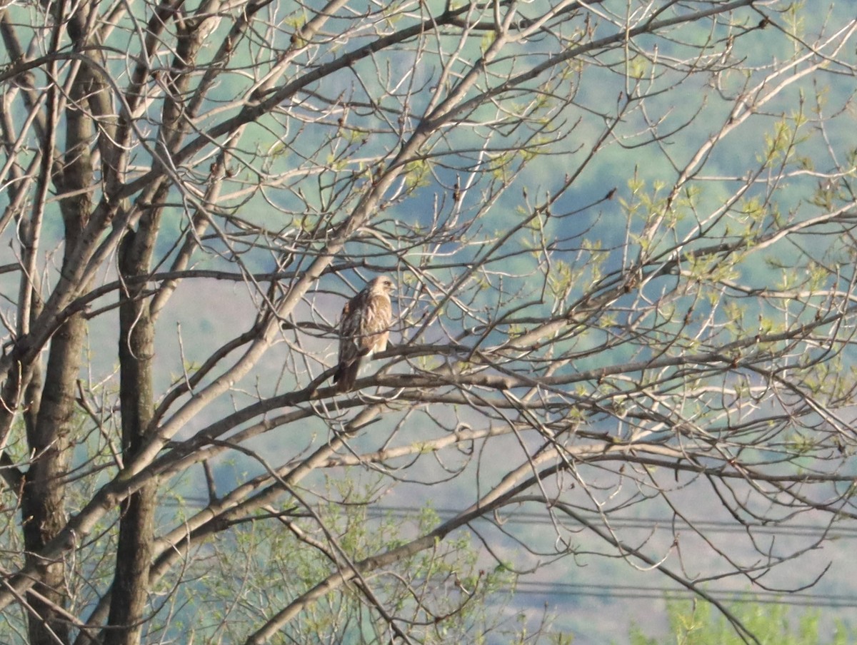 amurvåk - ML644452882