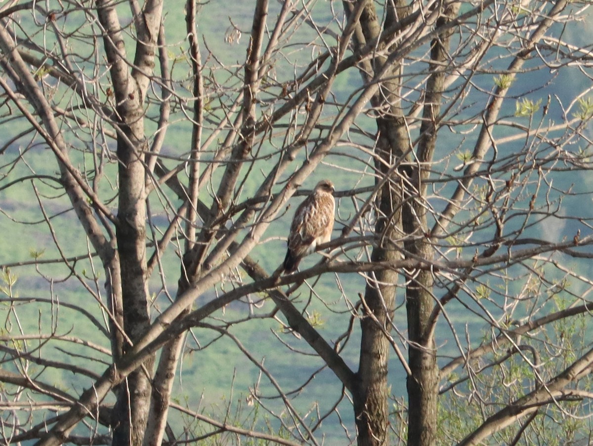 amurvåk - ML644452883