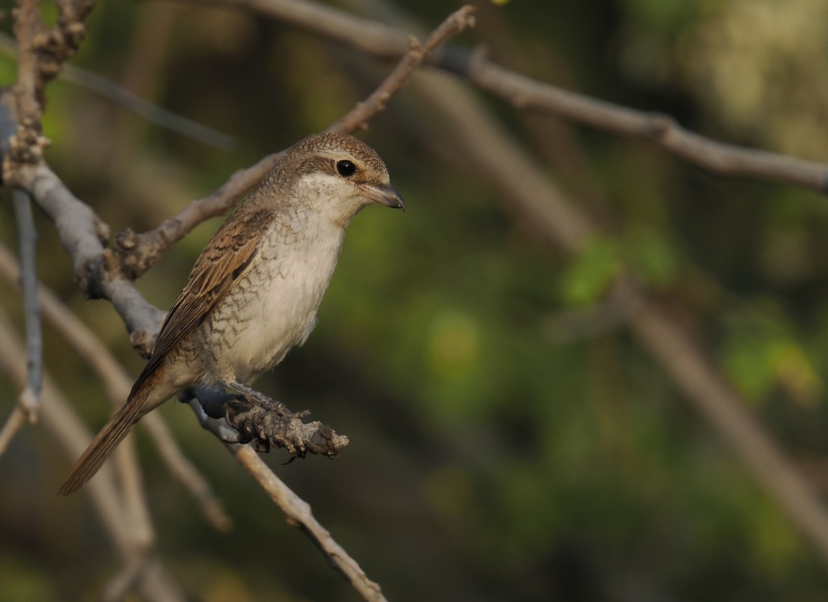 shrike sp. - ML644452887