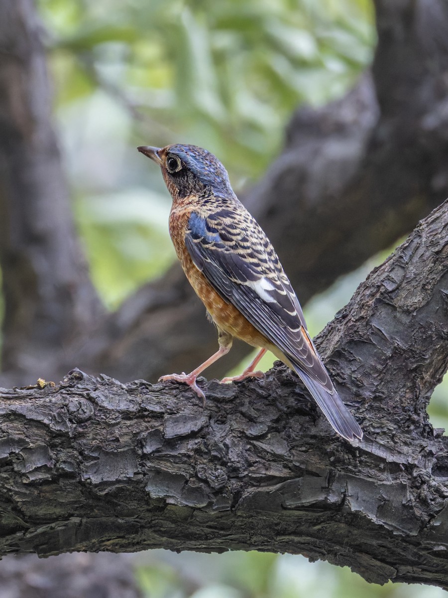 White-throated Rock-Thrush - ML644452893