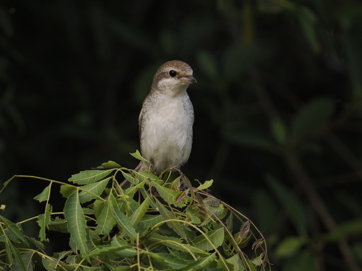shrike sp. - ML644452899