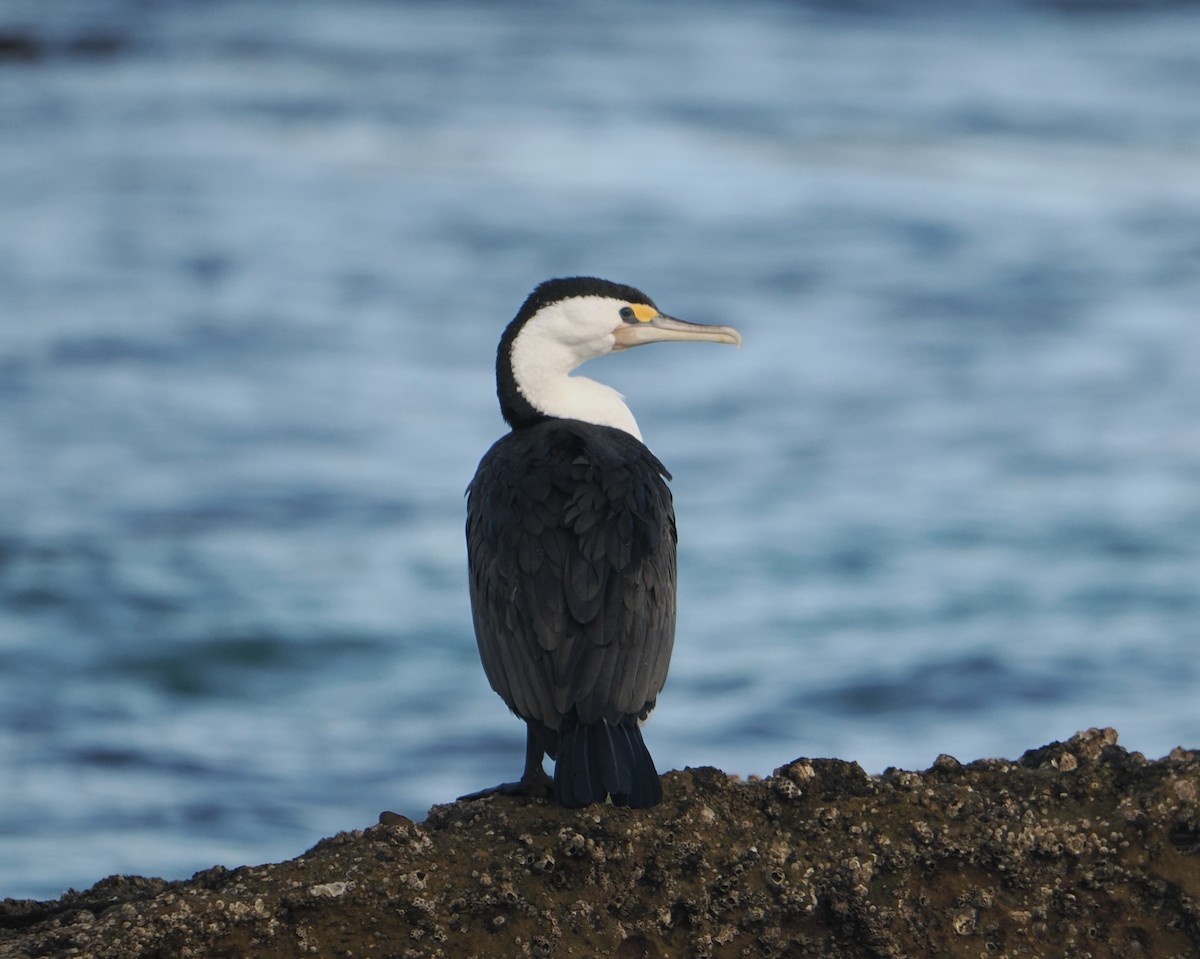 Pied Cormorant - ML644452908