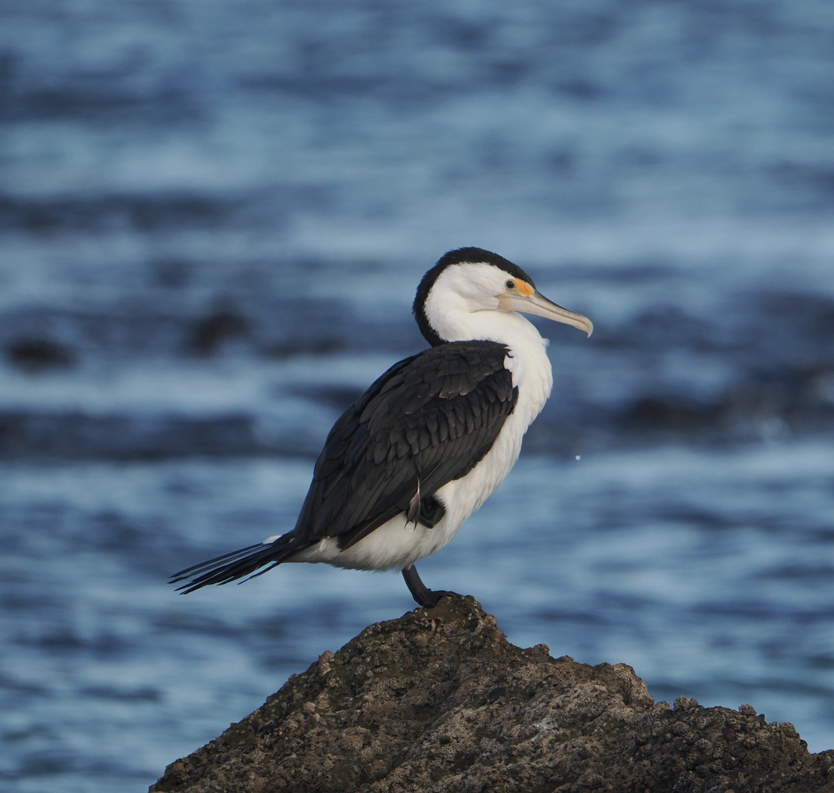 Pied Cormorant - ML644452909