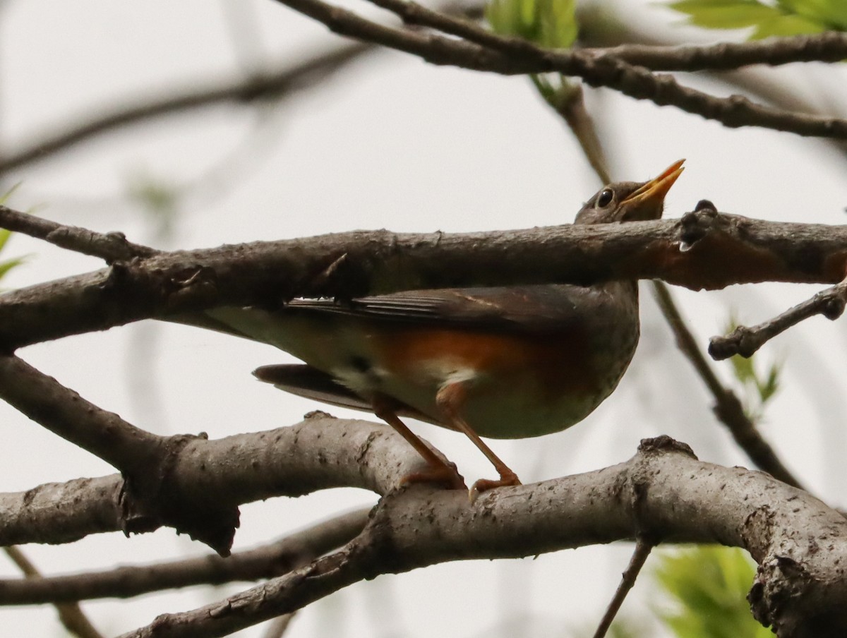 gråryggtrost - ML644452913