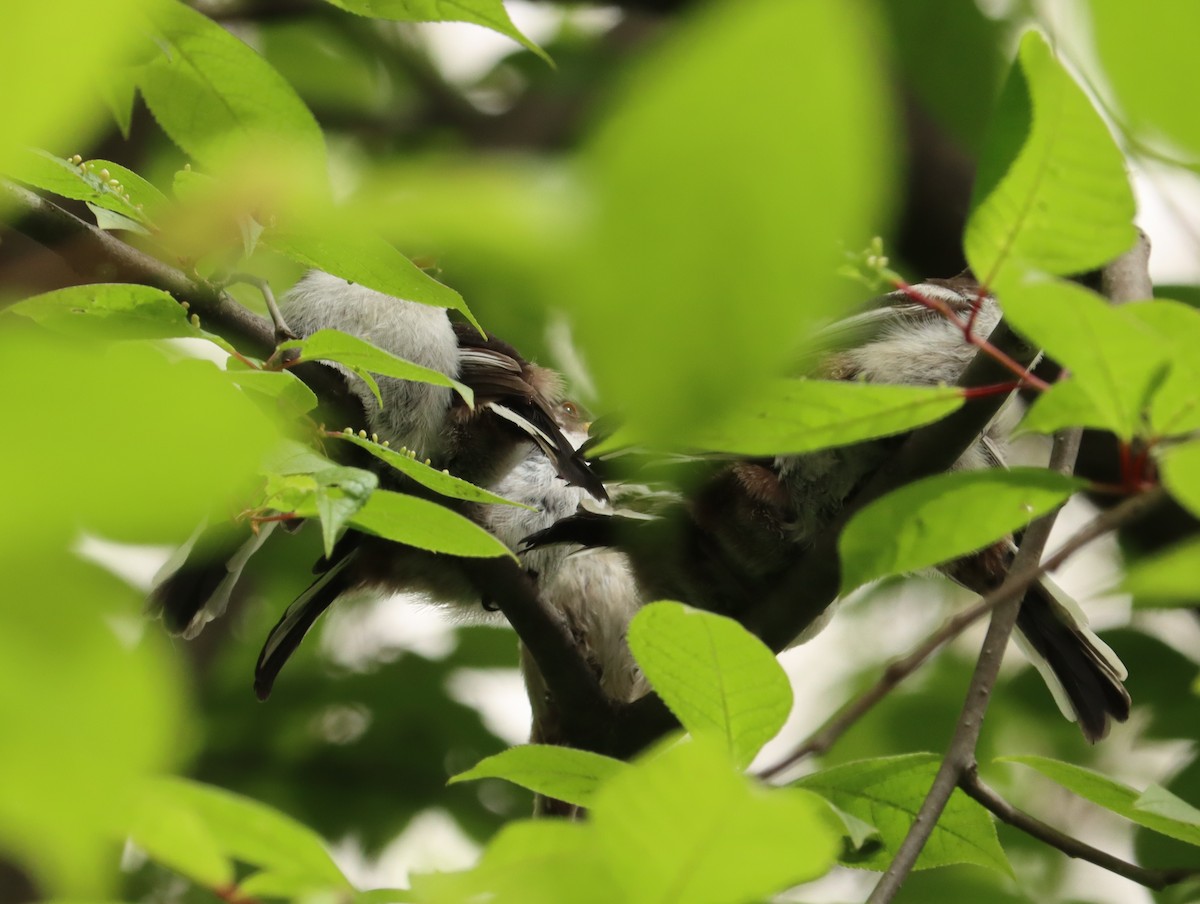 stjertmeis - ML644452915