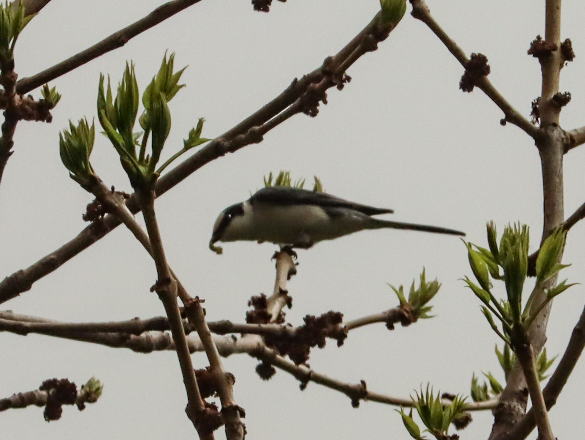 askemønjefugl - ML644452923