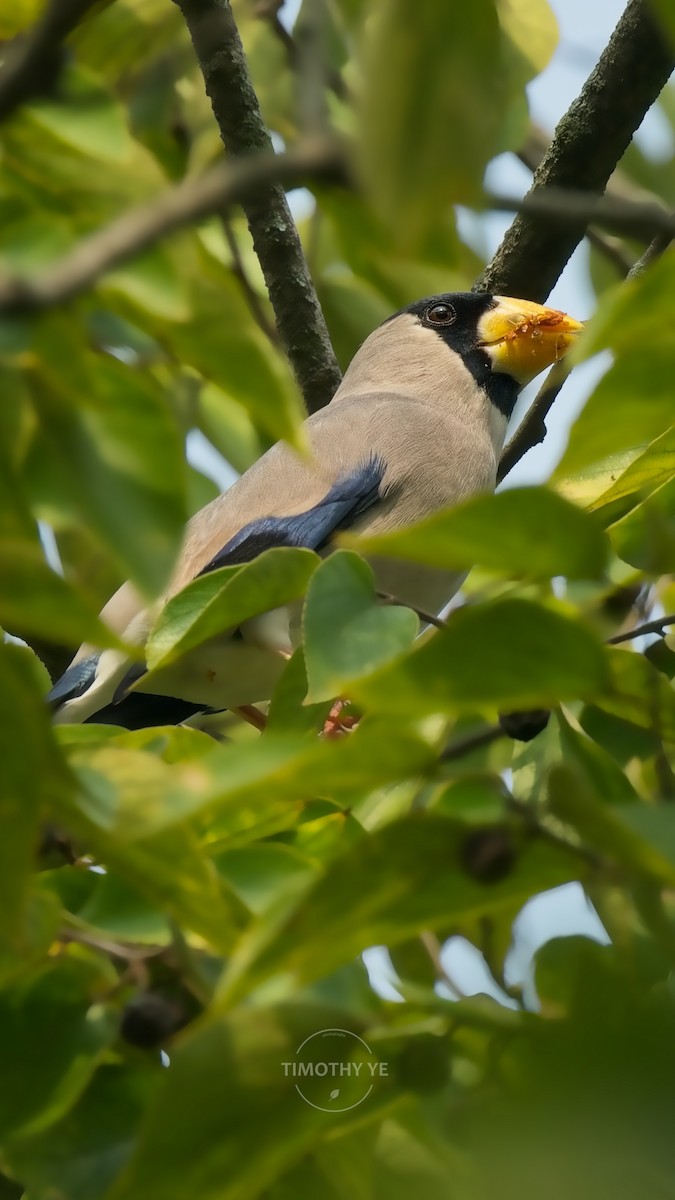 Japanese Grosbeak - ML644452930